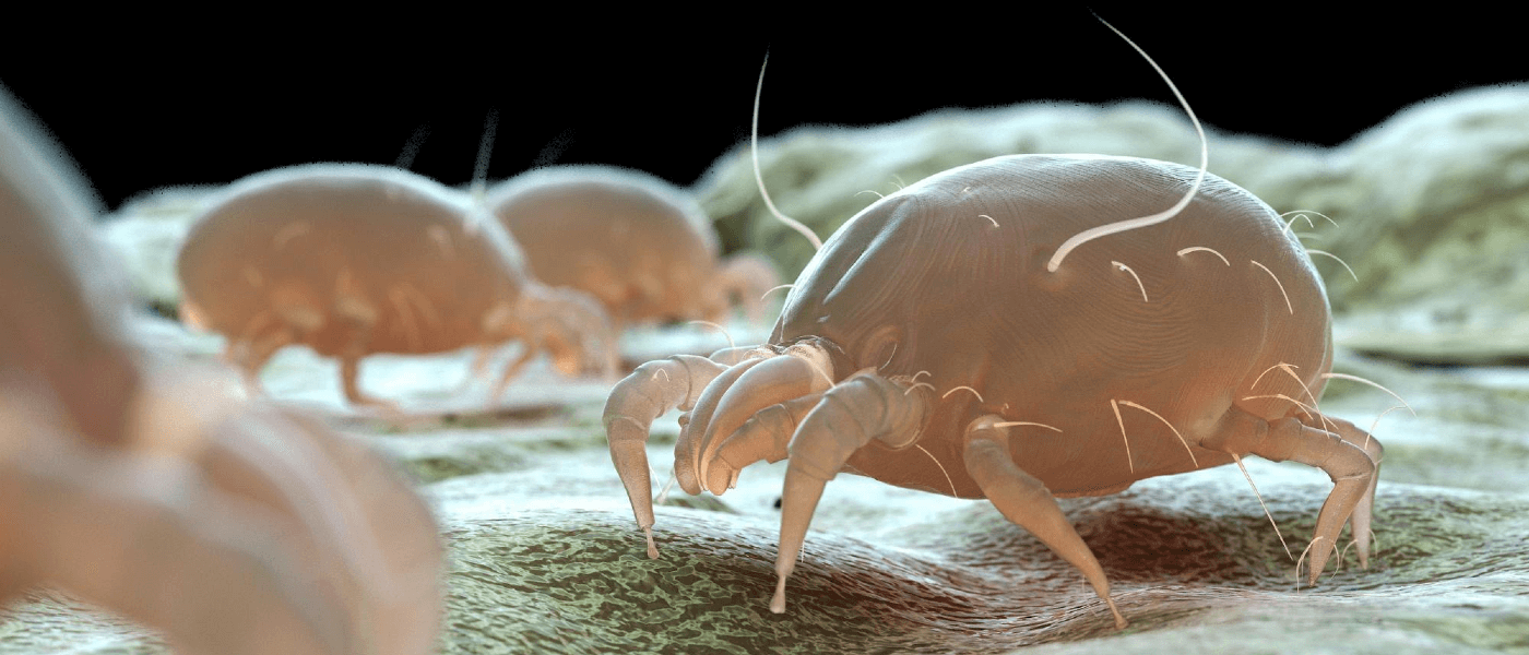 Can Dust Mites Be Mistaken For Bed Bugs