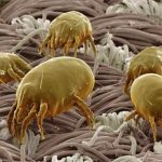 Does Baking Soda Kill Dust Mites