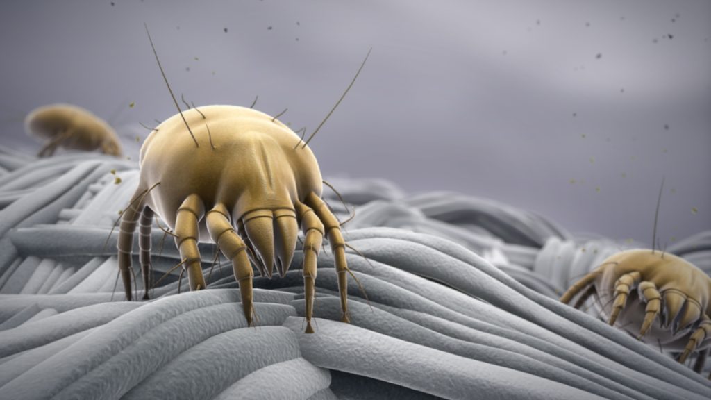 Does Bleach Kill Dust Mites?