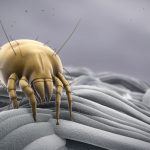 Does Bleach Kill Dust Mites?