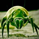 Does Borax Kill Dust Mites