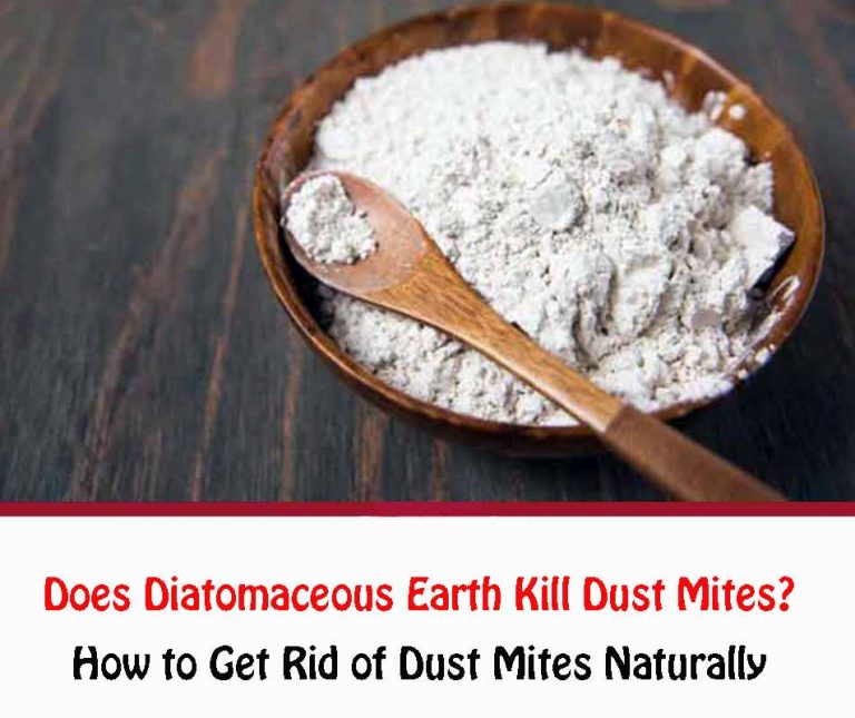 Does Diatomaceous Earth Kill Dust Mites? All About Dust Mites