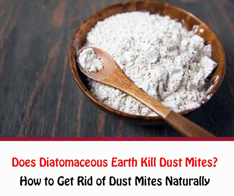 Does Diatomaceous Earth Kill Dust Mites