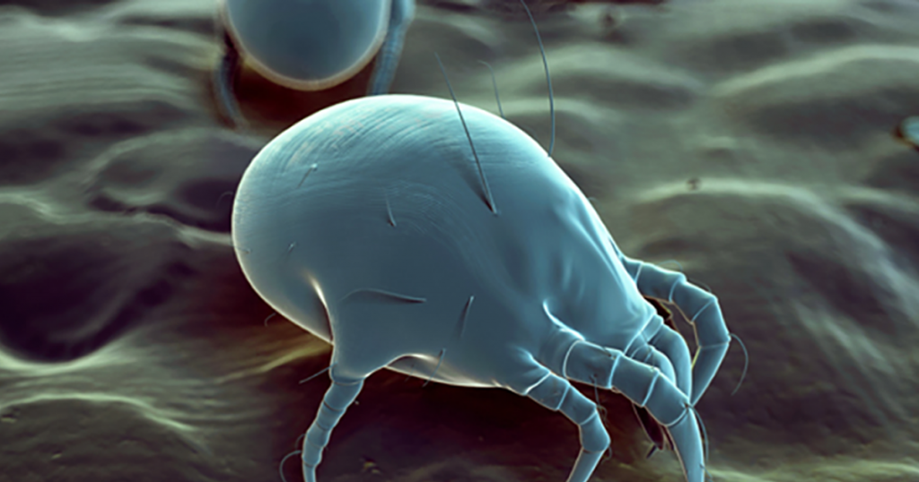 Does Febreze Kill Dust Mites