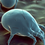 Does Febreze Kill Dust Mites