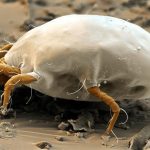 Does Rubbing Alcohol Kill Dust Mites