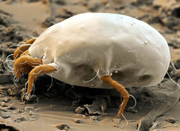 Does Rubbing Alcohol Kill Dust Mites