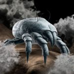 Does Sunlight Kill Dust Mites