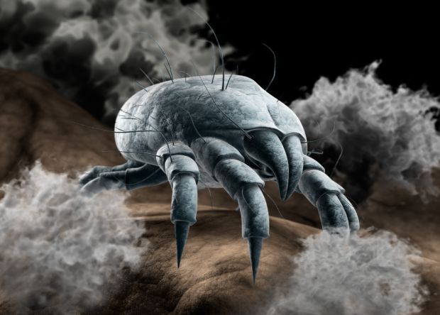 Does Sunlight Kill Dust Mites