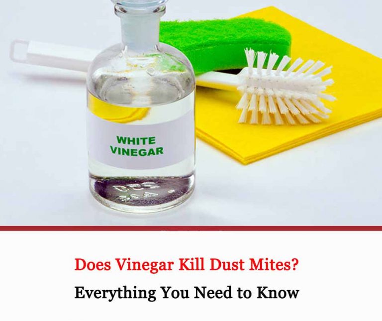 Does Vinegar Kill Dust Mites? All About Dust Mites