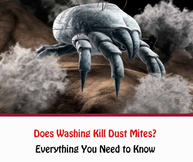 Does Washing Kill Dust Mites? All About Dust Mites