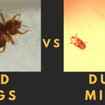 Dust Mite Vs Bed Bugs