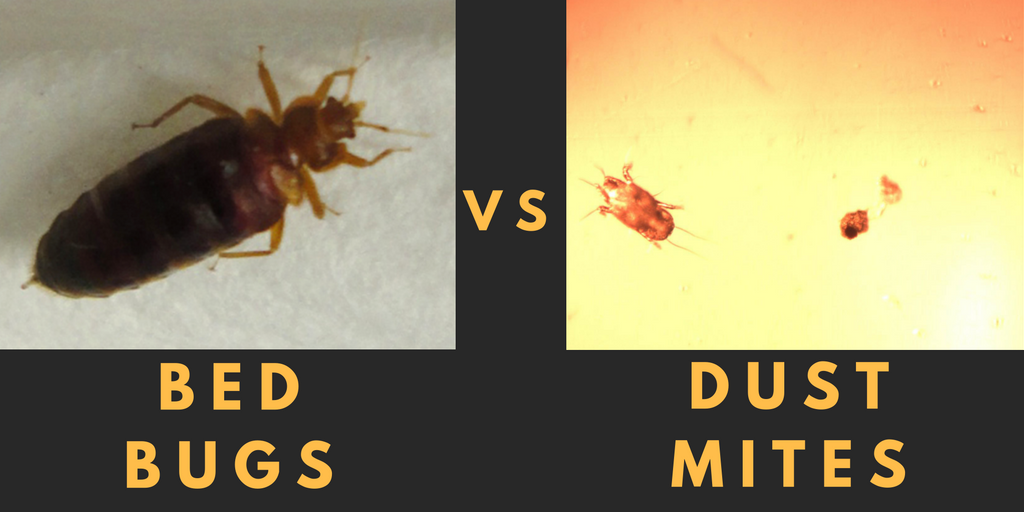 Dust Mite Vs Bed Bugs