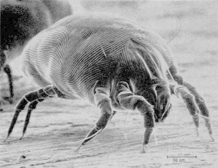 How Does Diatomaceous Earth Kill Dust Mites