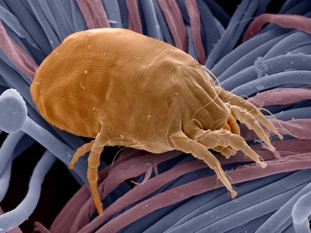 How Does Lysol Kill Dust Mites