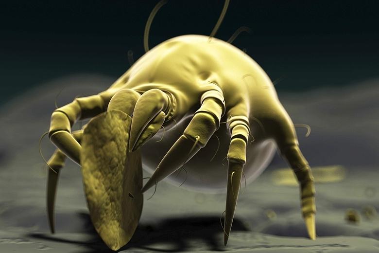 How To Kill Dust Mites With Sunlight