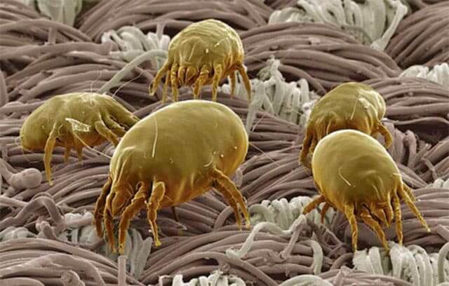 How To Use Febreze To Kill Dust Mites