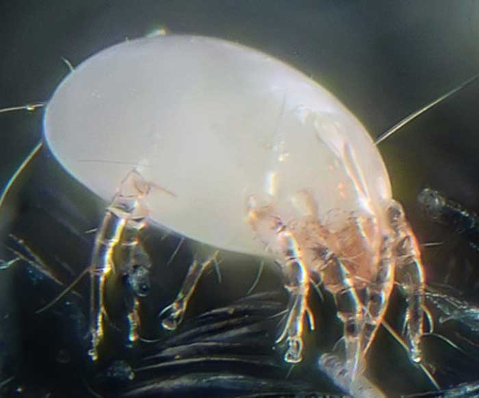 How To Use Rubbing Alcohol to Kill Dust Mites