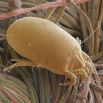 How to Kill Dust Mites With Tea Tree Oil