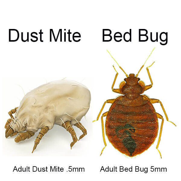 bed-bug-vs-dust-mite