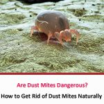 Are Dust Mites Dangerous