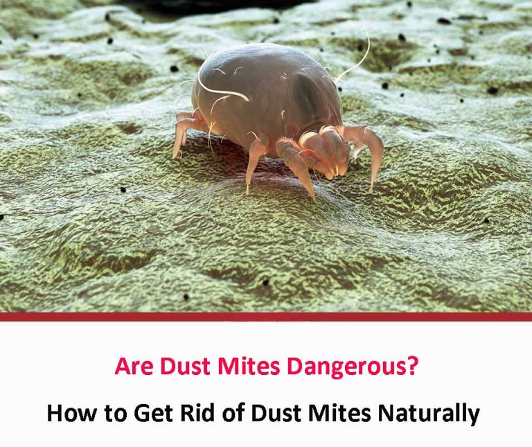 Are Dust Mites Dangerous? All About Dust Mites