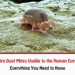 Are Dust Mites Visible to the Human Eye