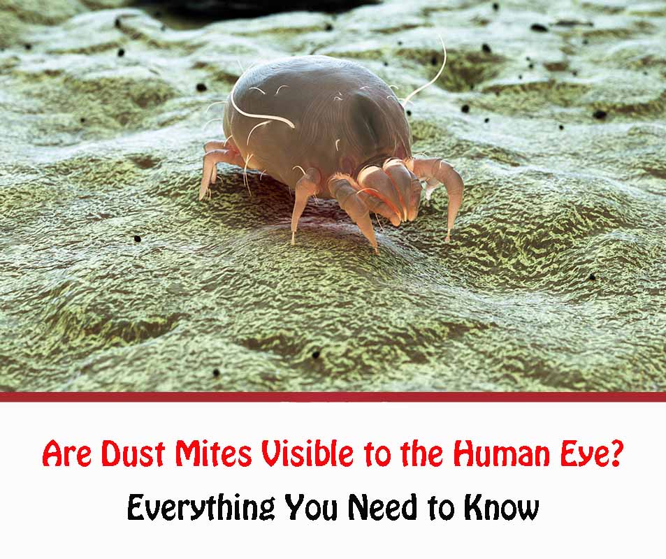 Are Dust Mites Visible to the Human Eye