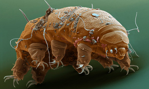 Are Dust Mites Visible?