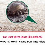 Can Dust Mites Cause Skin Rashes?