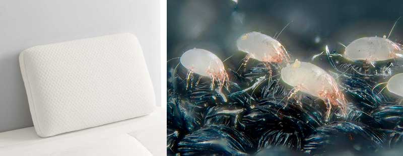 Can Dust Mites Live In Latex Pillows?