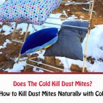 Does The Cold Kill Dust Mites?