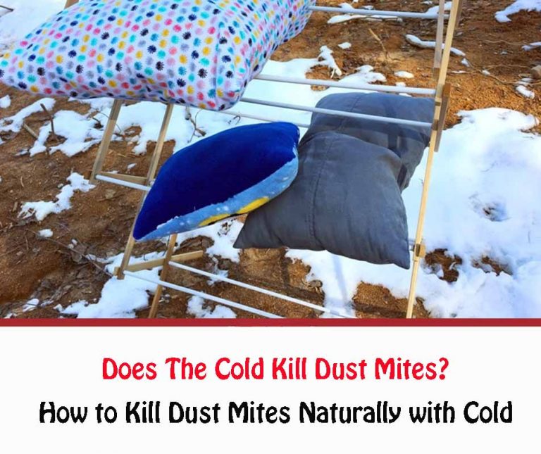 Does The Cold Kill Dust Mites? All About Dust Mites