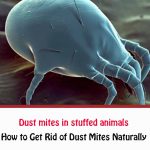 Dust mites in stuffed animals