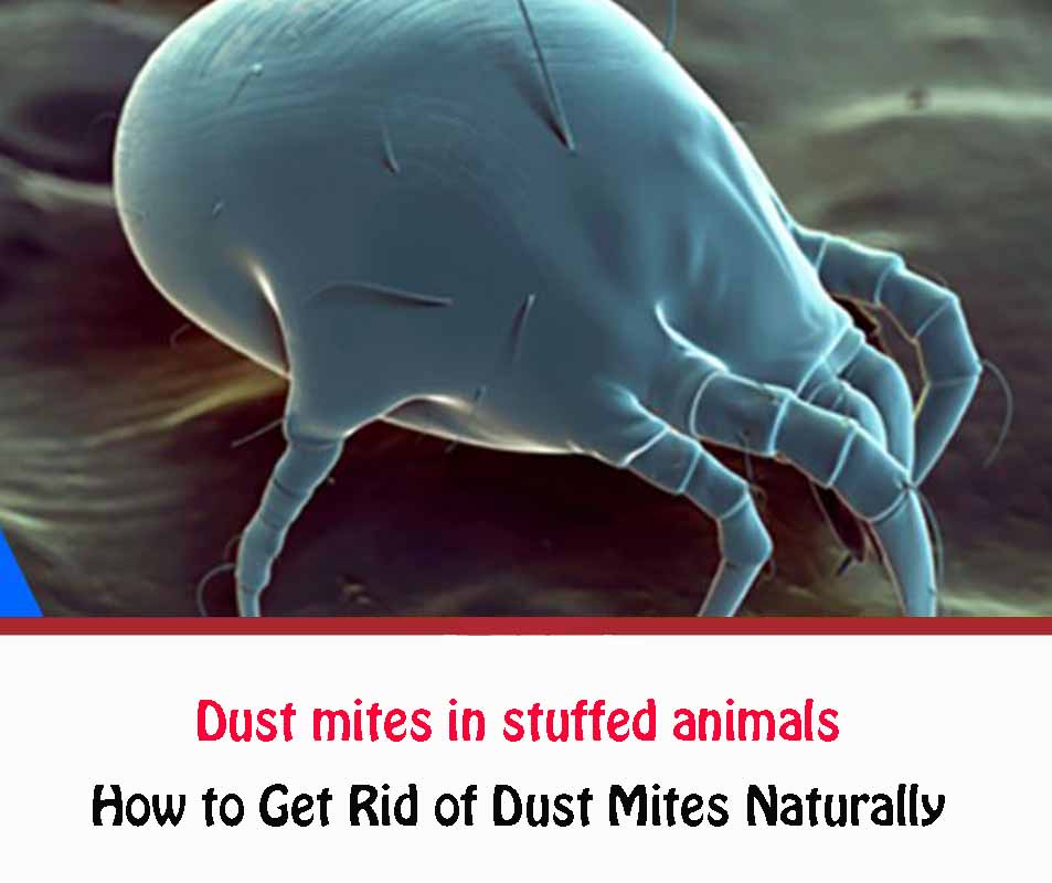 Dust mites in stuffed animals
