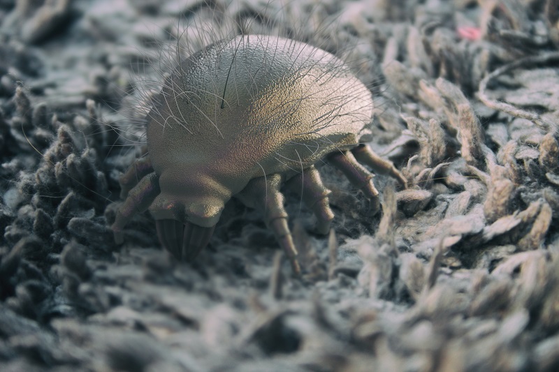 How Do You Get Rid Of Dust Mites In Your Mattress