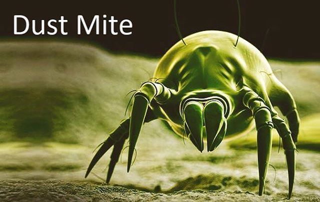How To Eliminate Dust Mites In Carpet Naturally
