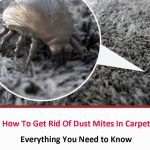 How To Get Rid Of Dust Mites In Carpet