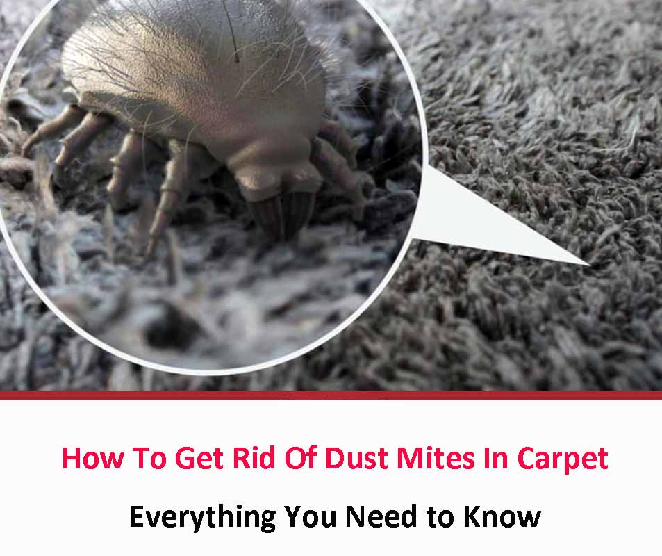 How To Get Rid Of Dust Mites In Carpet