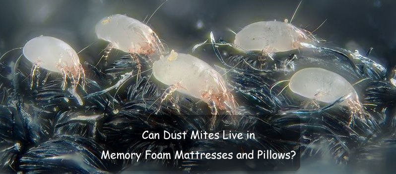 How do you know if you have dust mites in your mattress