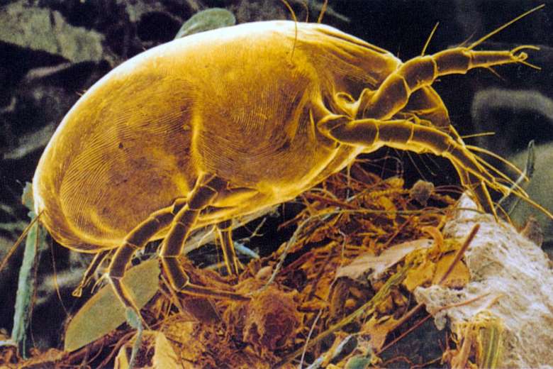 How to Control Dust Mites