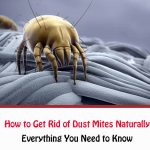 How to Get Rid of Dust Mites Naturally