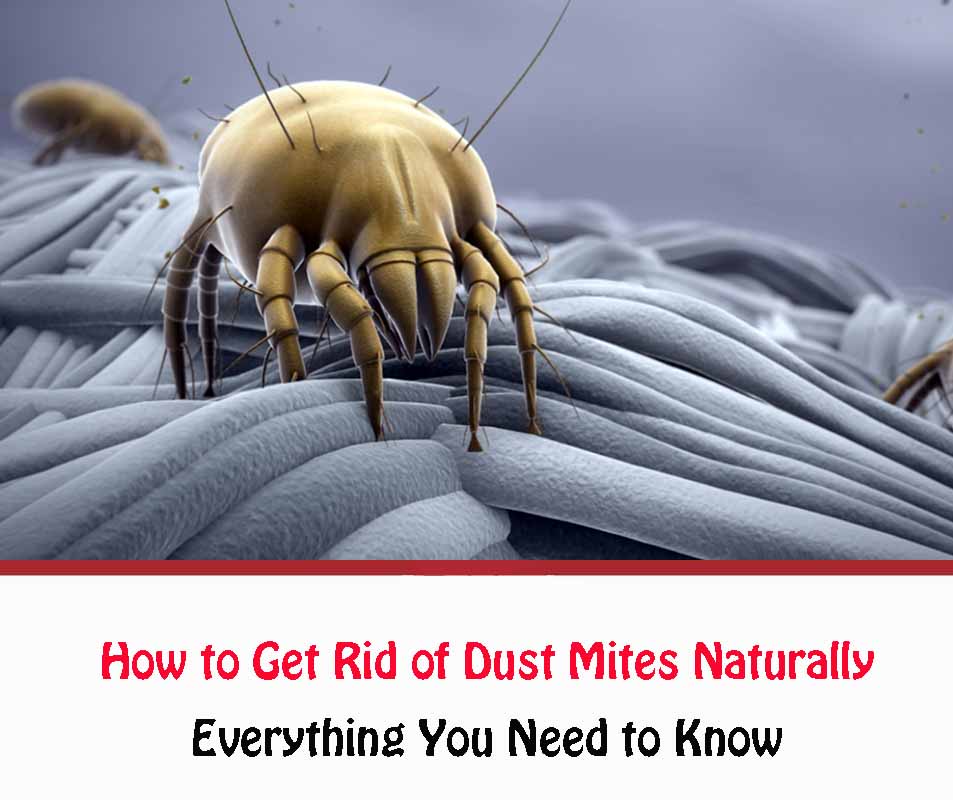 How to Get Rid of Dust Mites Naturally