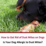 How to Get Rid of Dust Mites on Dogs