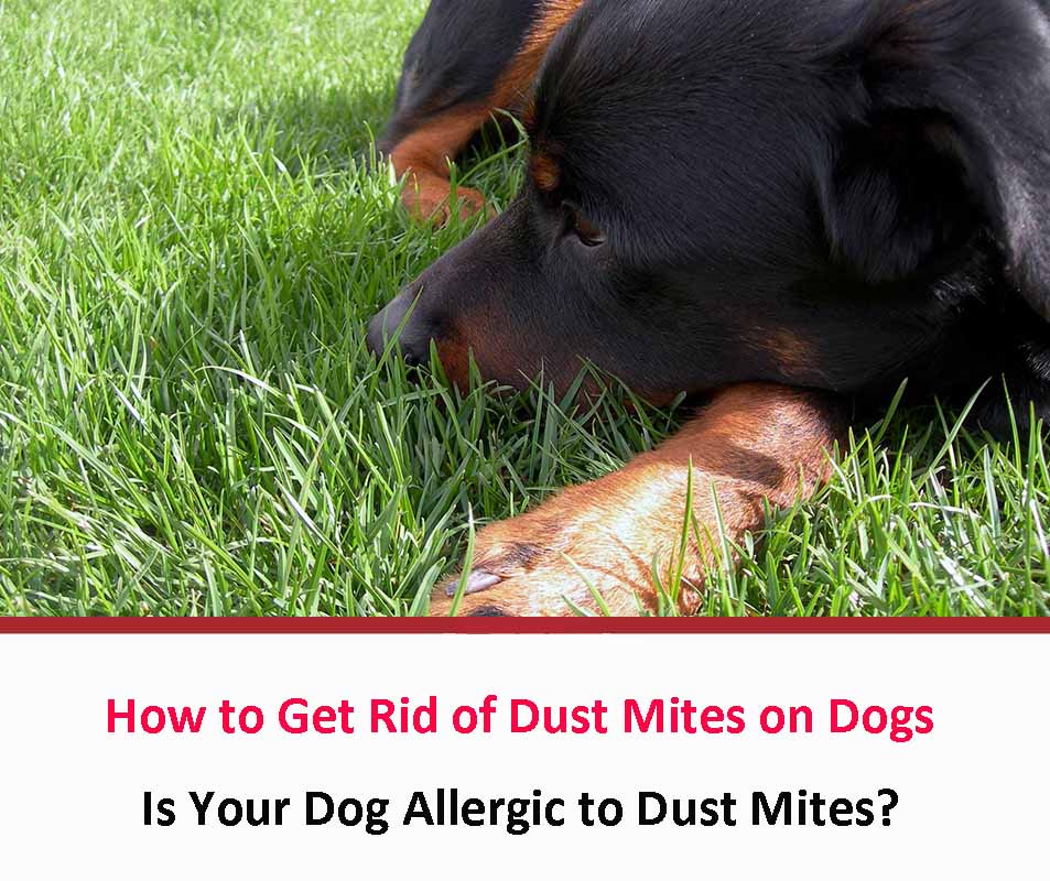 How to Get Rid of Dust Mites on Dogs