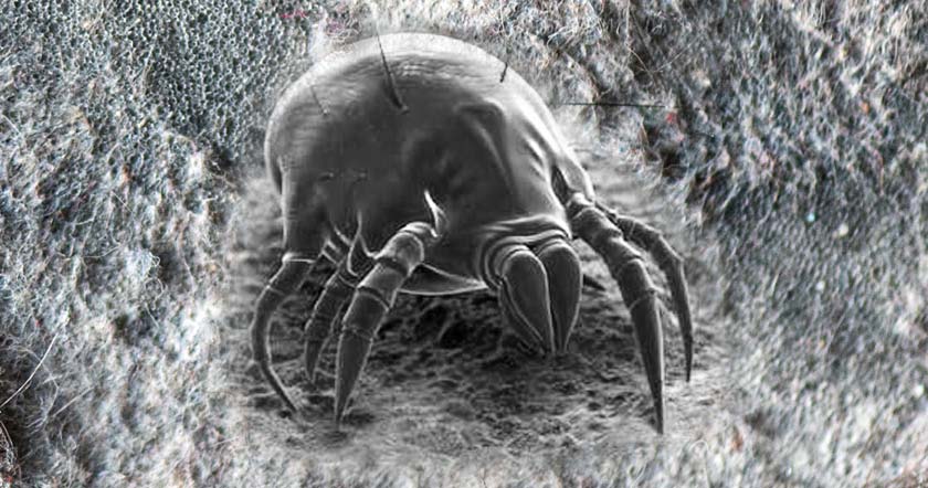 How to Kill Dust Mites With Cold Naturally