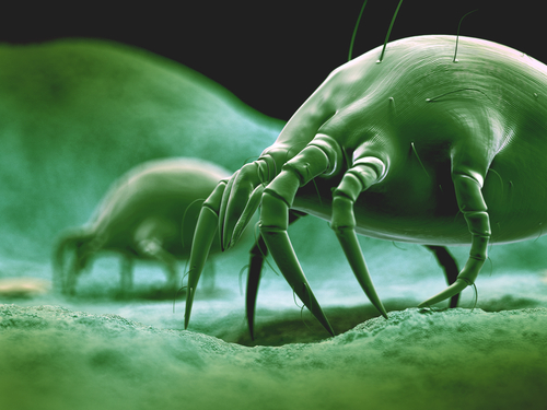 How to Use Tannic Acids to Kill Dust Mites