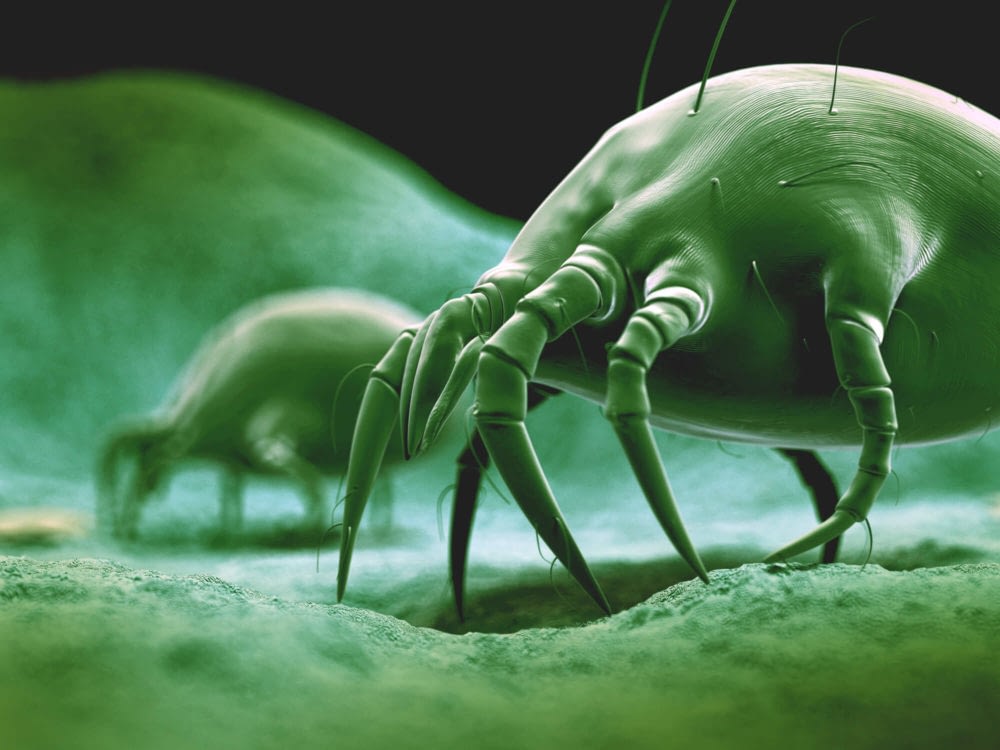 What Attracts Dust Mites?
