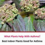 What Plants Help With Asthma?