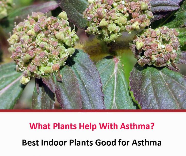What Plants Help With Asthma? All About Dust Mites